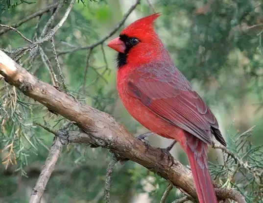 Picture of a northern cardinal (Cardinalis cardinalis)