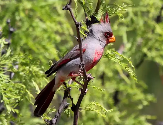 Picture of a desert cardinal (Cardinalis sinuatus)