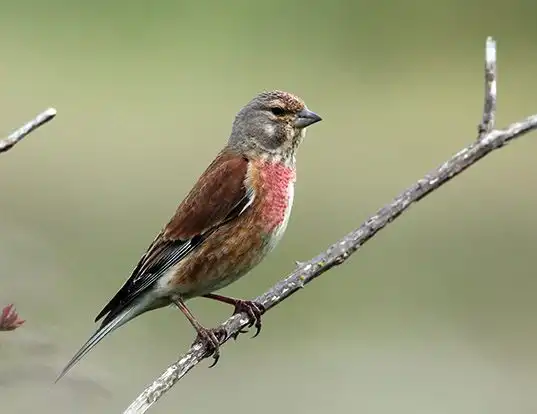 Picture of a eurasian linnet (Carduelis cannabina)