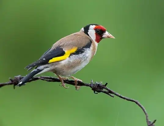 Picture of a eurasian goldfinch (Carduelis carduelis)