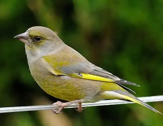 Picture of a european greenfinch (Carduelis chloris)