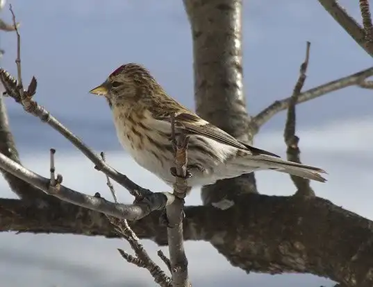 Picture of a redpoll (Carduelis flammea)