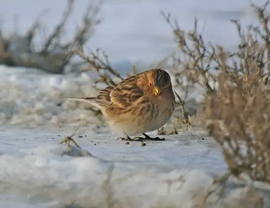 Picture of a twite (Carduelis flavirostris)