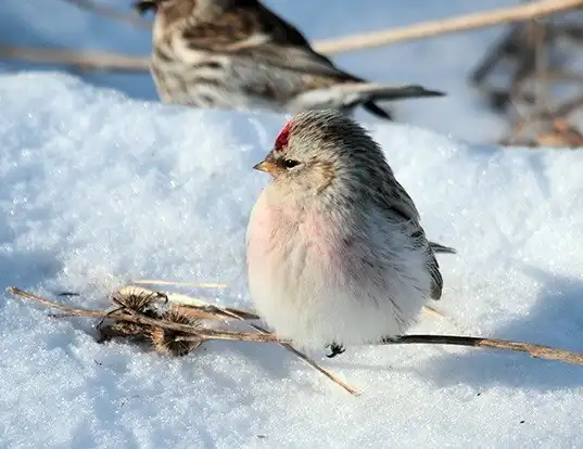 Picture of a hoary redpoll (Carduelis hornemanni)
