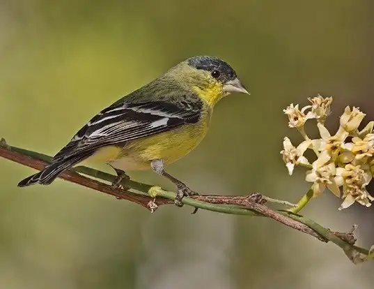 Picture of a lesser goldfinch (Carduelis psaltria)