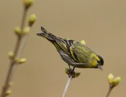 Picture of a eurasian siskin (Carduelis spinus)