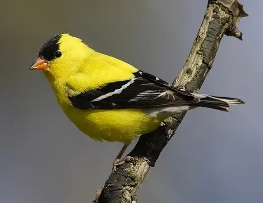 Picture of a american goldfinch (Carduelis tristis)