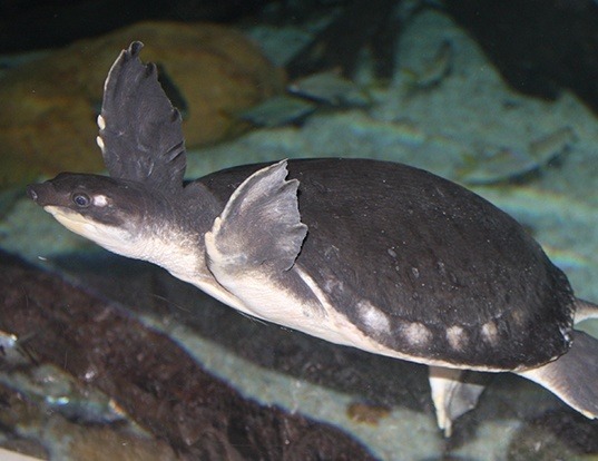 Picture of a pignose turtle (Carettochelys insculpta)