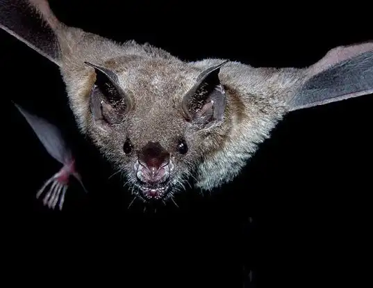 Picture of a seba's short-tailed bat (Carollia perspicillata)