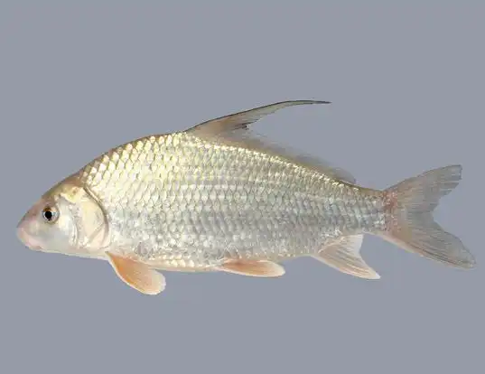 Picture of a quillback (Carpiodes cyprinus)