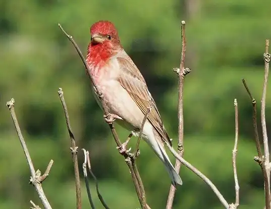 Picture of a rosefinch (Carpodacus erythrinus)