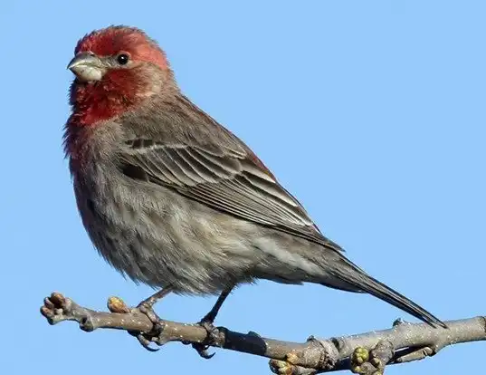 Picture of a house finch (Carpodacus mexicanus)