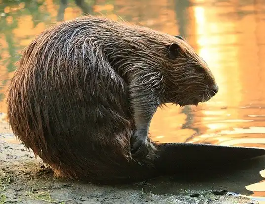 Picture of a american beaver (Castor canadensis)