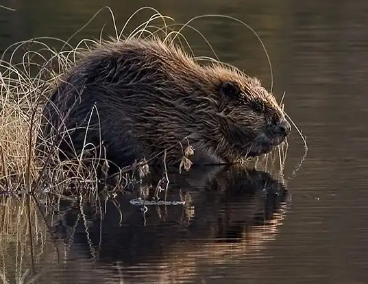 Picture of a eurasian beaver (Castor fiber)