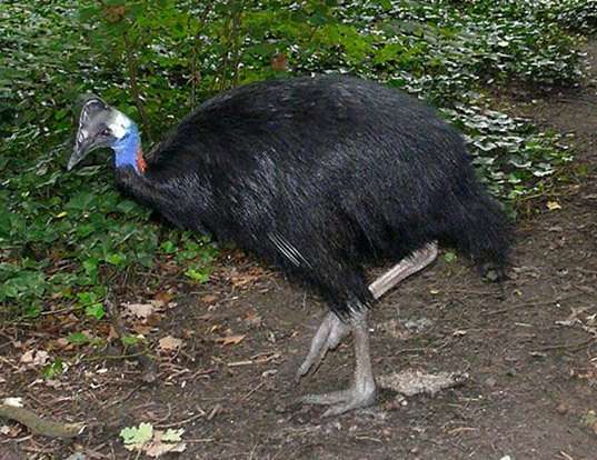Picture of a dwarf cassowary (Casuarius bennetti)