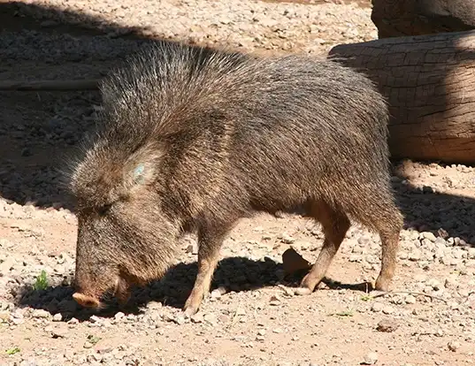 Picture of a chacoan peccary (Catagonus wagneri)