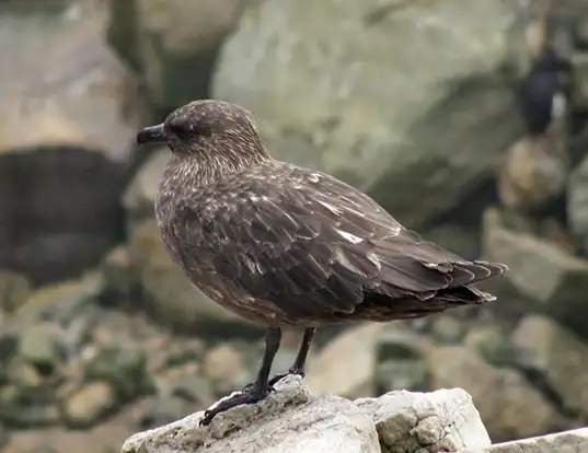 Picture of a brown skua (Catharacta antarctica)