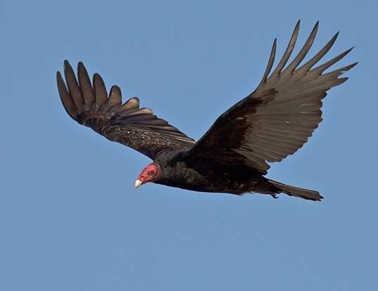 Picture of a turkey vulture (Cathartes aura)