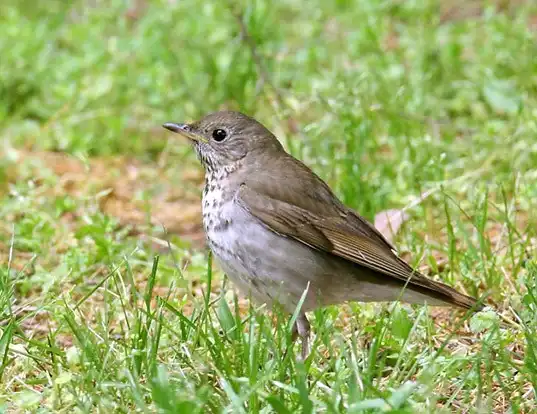 Picture of a bicknell's thrush (Catharus bicknelli)