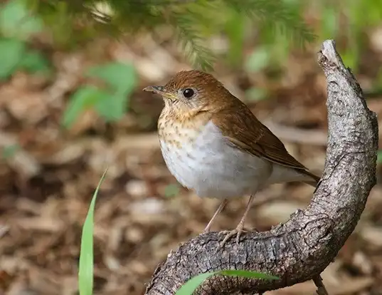 Picture of a veery (Catharus fuscescens)