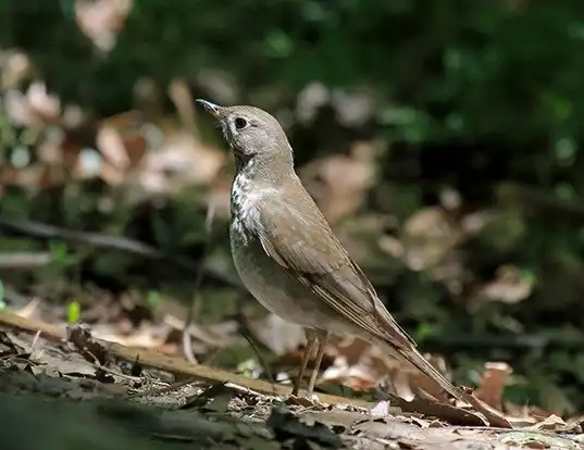 Picture of a gray-cheeked thrush (Catharus minimus)