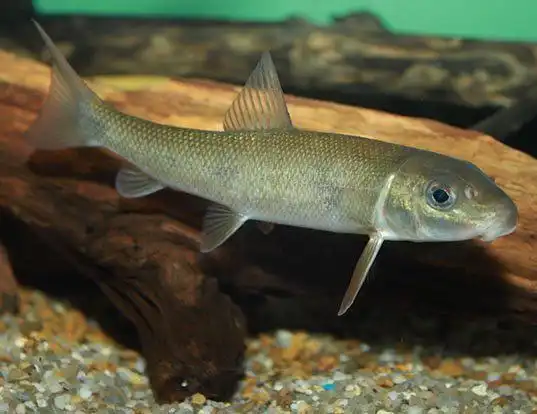 Picture of a white sucker (Catostomus commersonii)