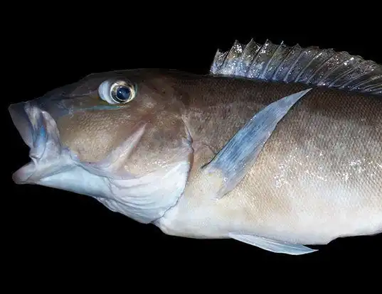 Picture of a blueline tilefish (Caulolatilus microps)