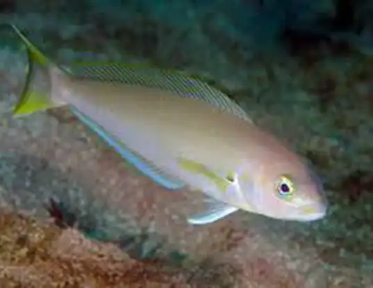 Picture of a ocean whitefish (Caulolatilus princeps)