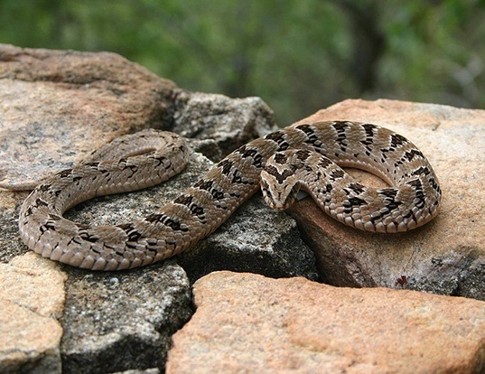 Picture of a or rhombic night adder (Causus rhombeatus)