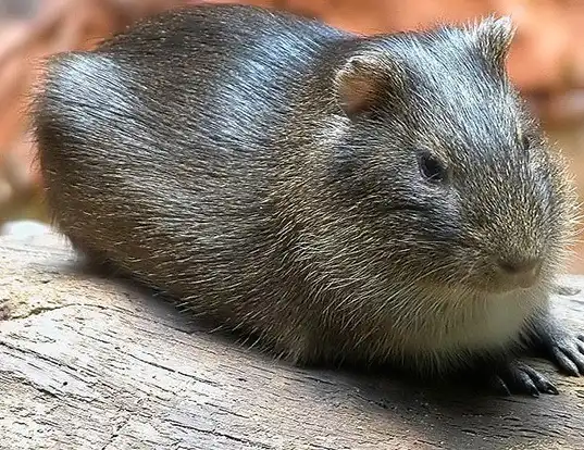 Picture of a brazilian guinea pig (Cavia aperea)