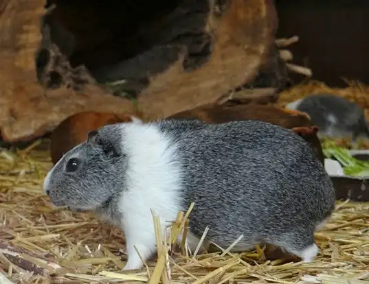 Picture of a guinea pig (Cavia porcellus)