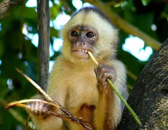 Picture of a white-fronted capuchin (Cebus albifrons)