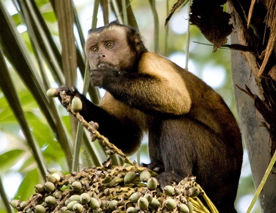 Picture of a guianan/margarita island brown capuchin (Cebus apella)