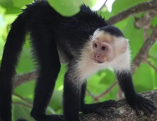 Picture of a white-throated capuchin (Cebus capucinus)