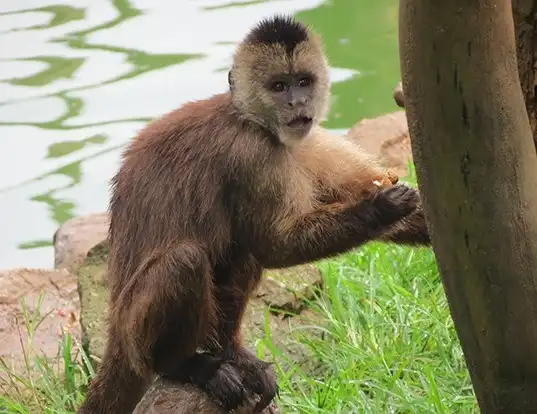 Picture of a weeper capuchin (Cebus olivaceus)