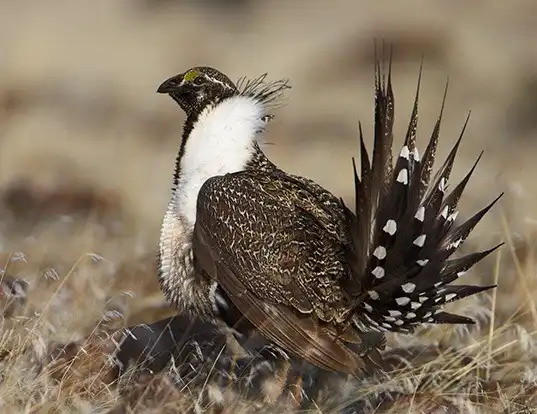 Picture of a sage grouse (Centrocercus urophasianus)