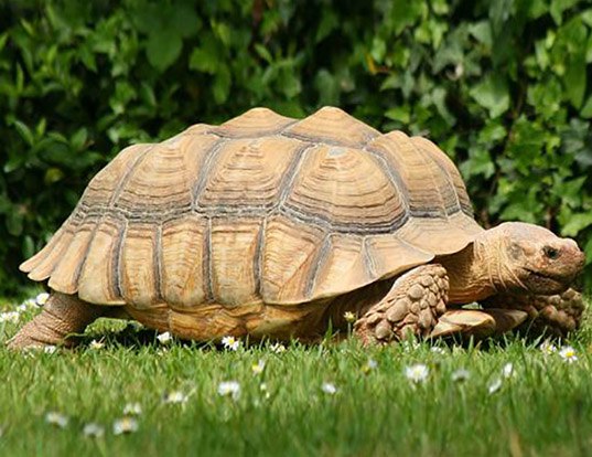 Picture of a african spurred tortoise (Centrochelys sulcata)