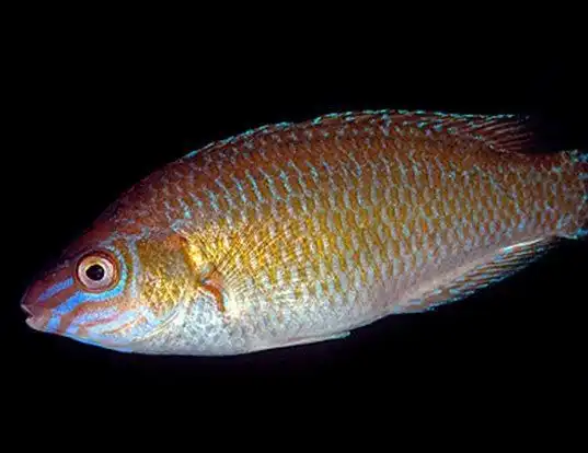 Picture of a rock cook (Centrolabrus exoletus)