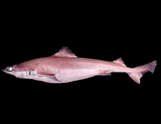 Picture of a gulper shark (Centrophorus granulosus)