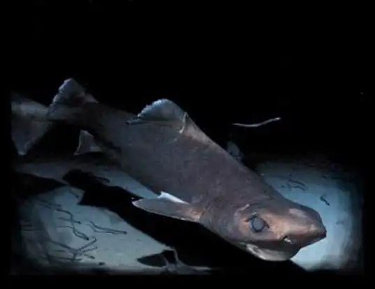 Picture of a deepwater spiny dogfish (Centrophorus squamosus)