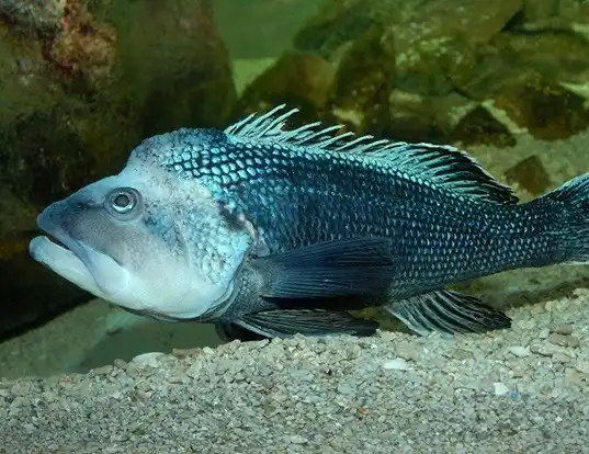 Picture of a black sea bass (Centropristis striata)