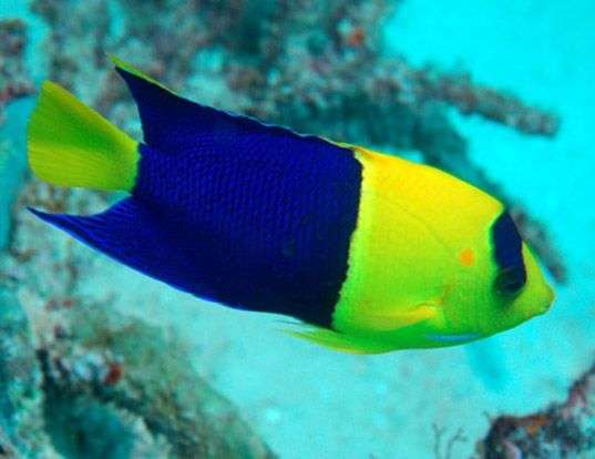 Picture of a bicolor angelfish (Centropyge bicolor)