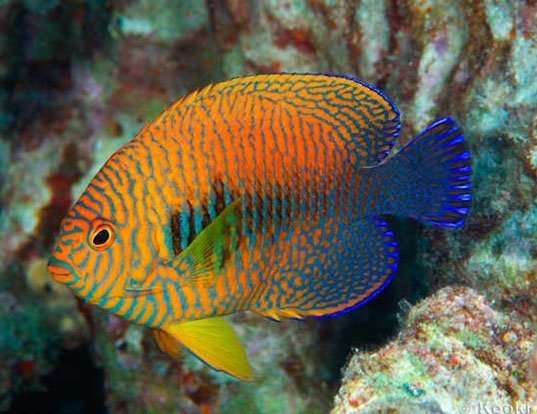 Picture of a russet angelfish (Centropyge potteri)