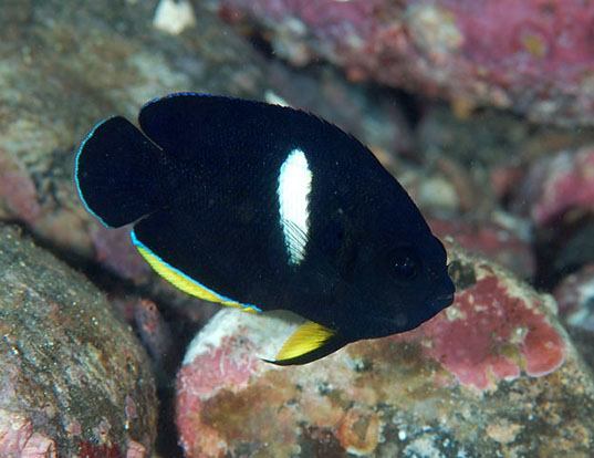Picture of a black angelfish (Centropyge tibicen)