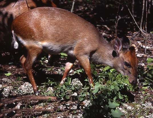 Picture of a aders's duiker (Cephalophus adersi)