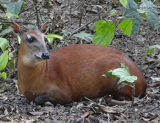Picture of a bay duiker (Cephalophus dorsalis)
