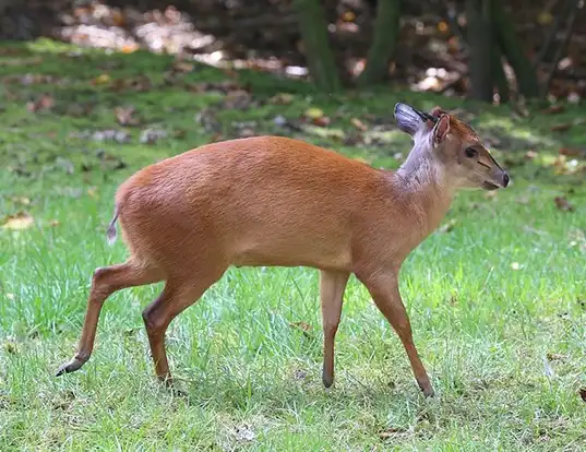 Picture of a natal red duiker (Cephalophus natalensis)