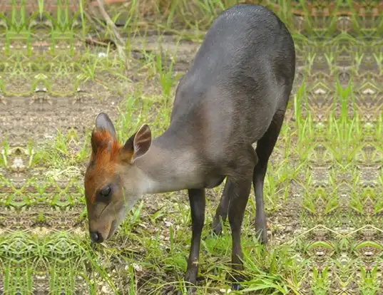 Picture of a black duiker (Cephalophus niger)