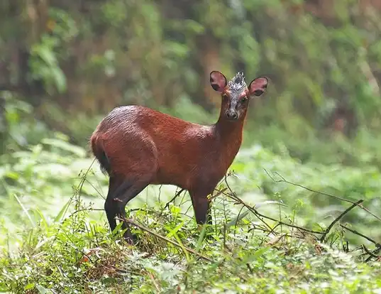 Picture of a black-fronted duiker (Cephalophus nigrifrons)