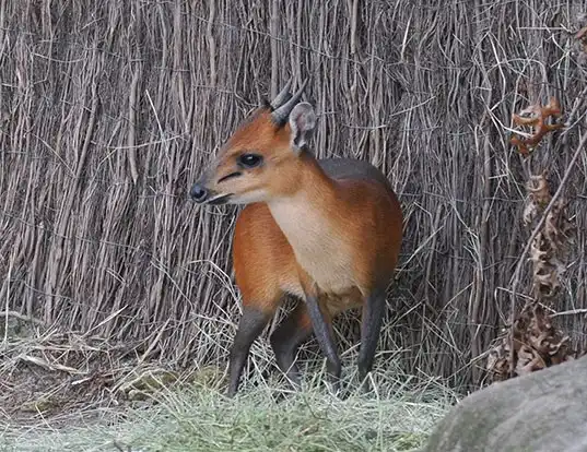 Picture of a red-flanked duiker (Cephalophus rufilatus)